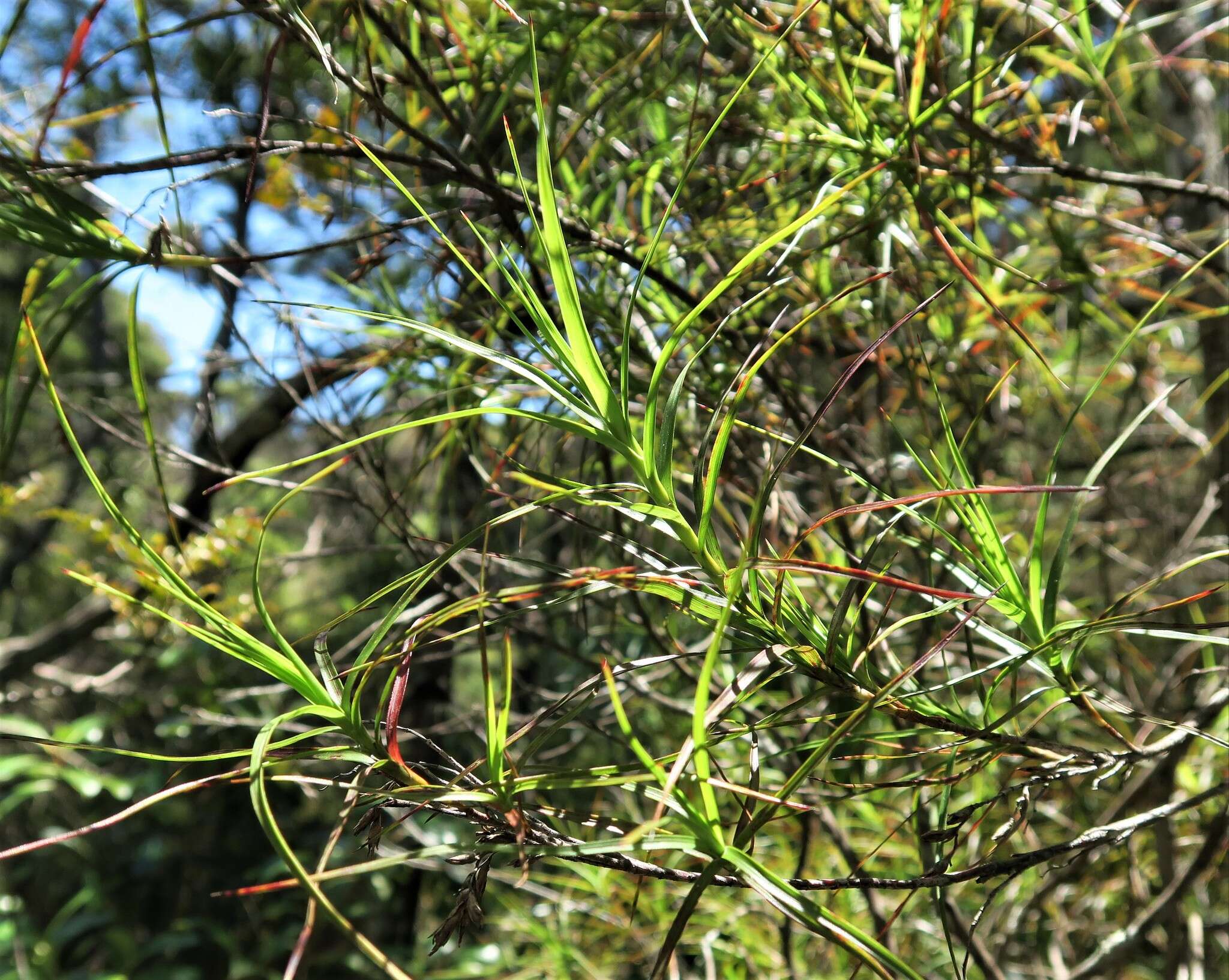 Image de Dracophyllum sinclairii Cheeseman