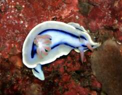 Image de Chromodoris lochi Rudman 1982