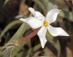 Image of cold-desert phlox