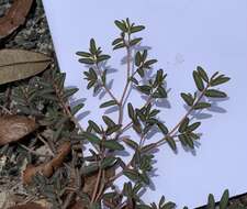 صورة Euphorbia cumulicola (Small) Oudejans