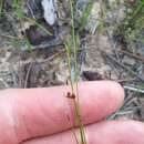 Image of Plumed Beak Sedge