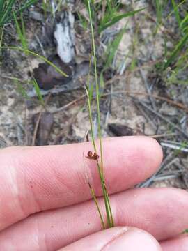 Image of Plumed Beak Sedge