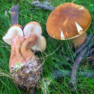 Sivun Tylopilus ferrugineus (Frost) Singer 1947 kuva