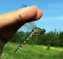 Image of Boreal Snaketail