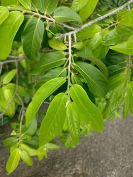 Hubera cerasoides (Roxb.) Chaowasku的圖片