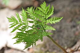 Image of Botrypus virginianus (L.) Michx.