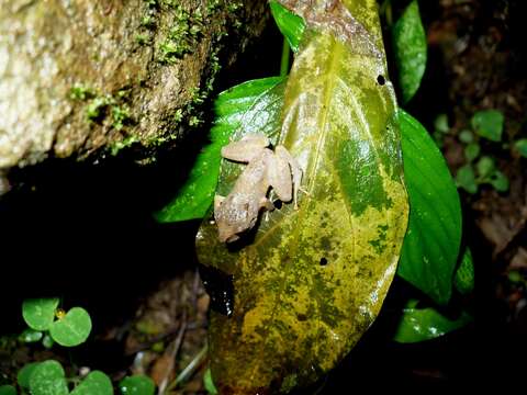 Image of Pristimantis urichi (Boettger ex Mole & Urich 1894)