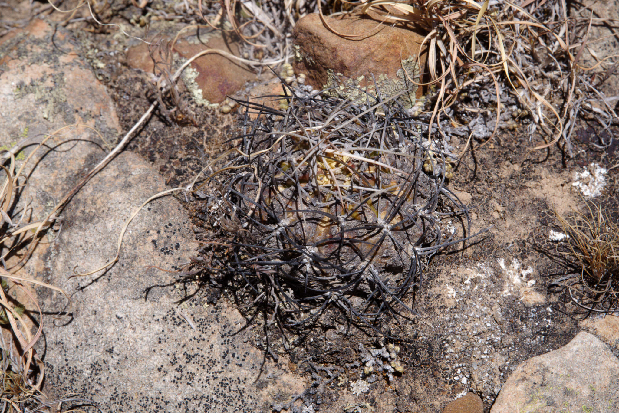 Image of Echinopsis obrepanda (Salm-Dyck) K. Schum.