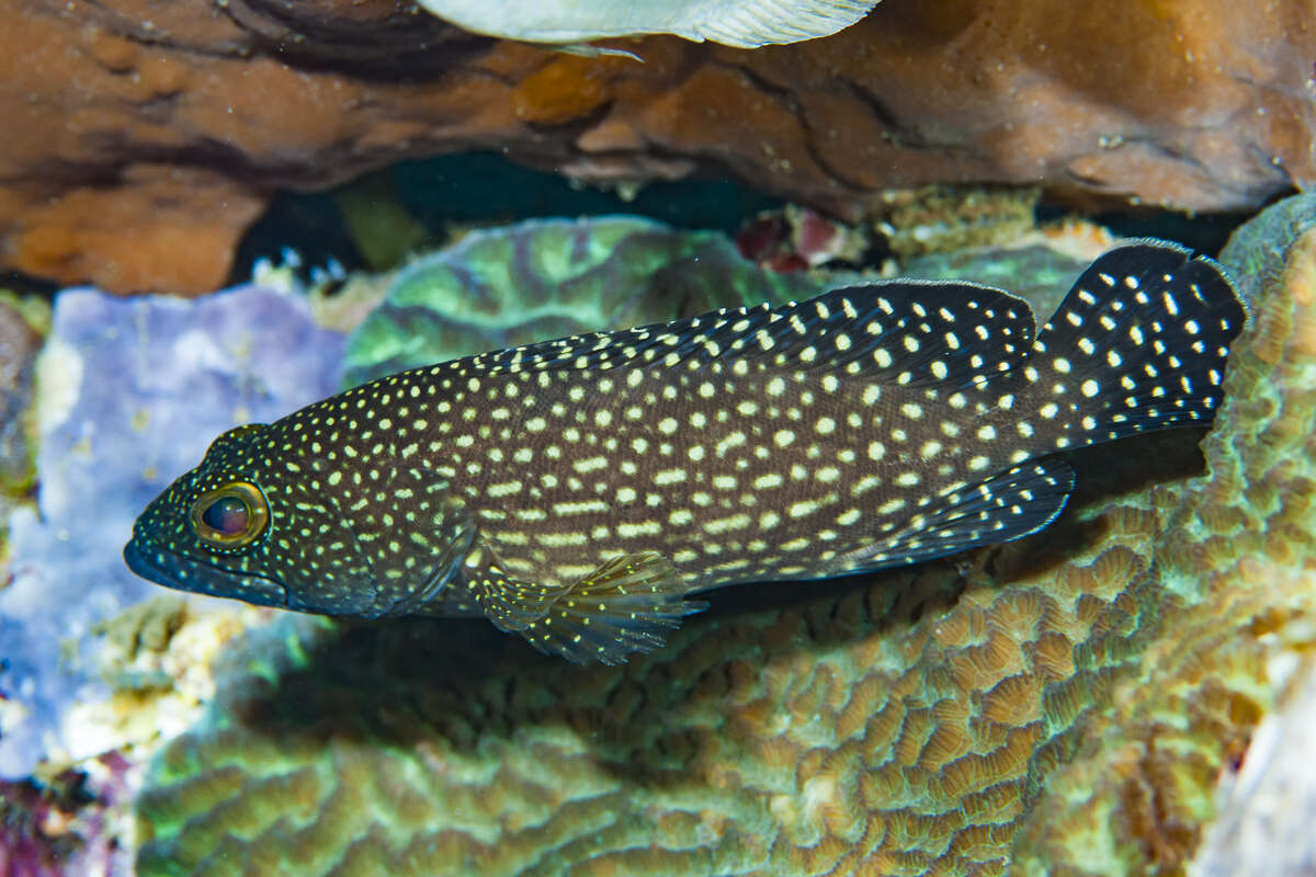 Image of Speckled-fin Rockcod