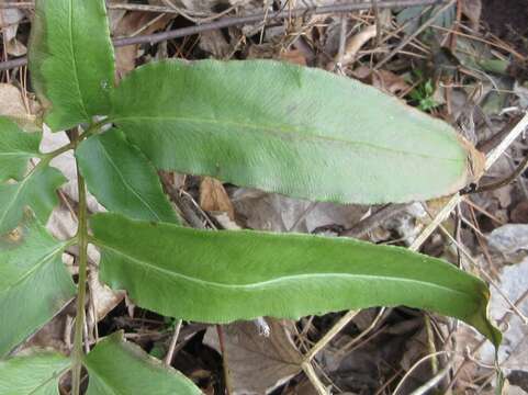 Image of Coniogramme japonica (Thunb. ex Murray) Diels