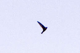 Image of American Black Swift