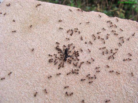 Image of Black garden ant