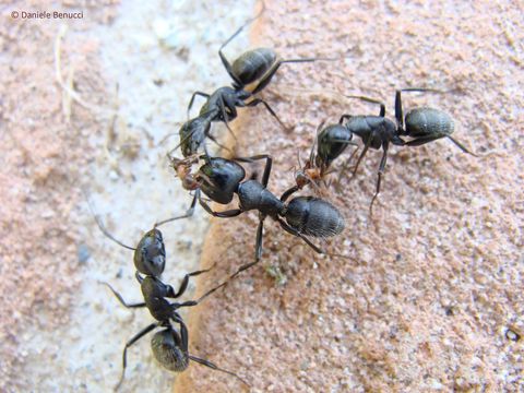 Image of Small black ant