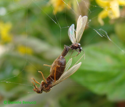 Image of Small black ant