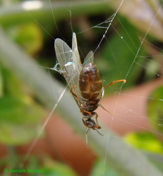Image of Small black ant