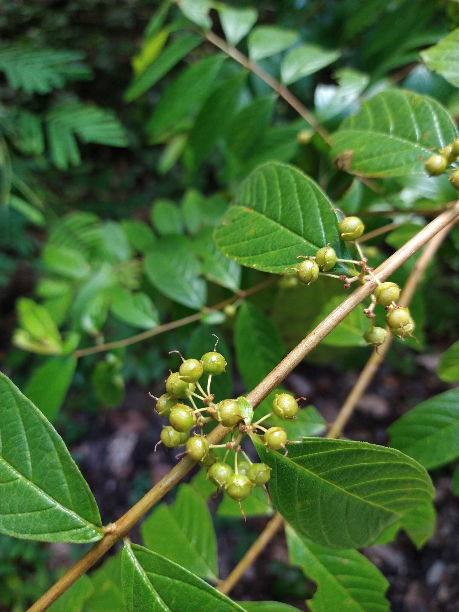 Adenaria resmi