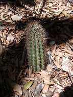 Imagem de Pilosocereus robinii (Lem.) Byles & G. D. Rowley