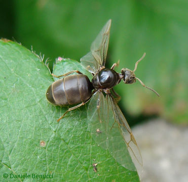 Image of Small black ant