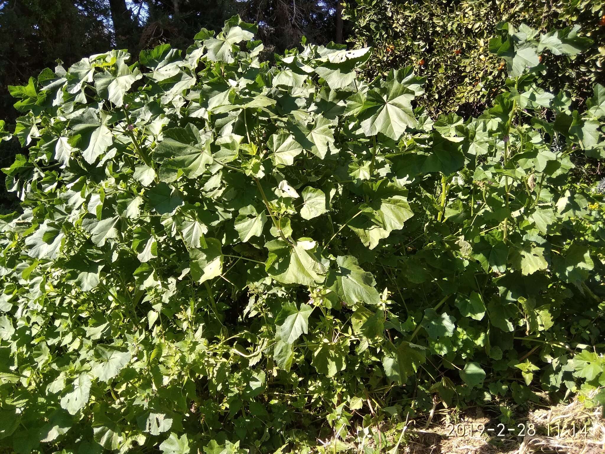 Image of Cornish mallow