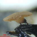 Image of Ciborinia pseudobifrons Whetzel ex J. W. Groves & Bowerman 1955