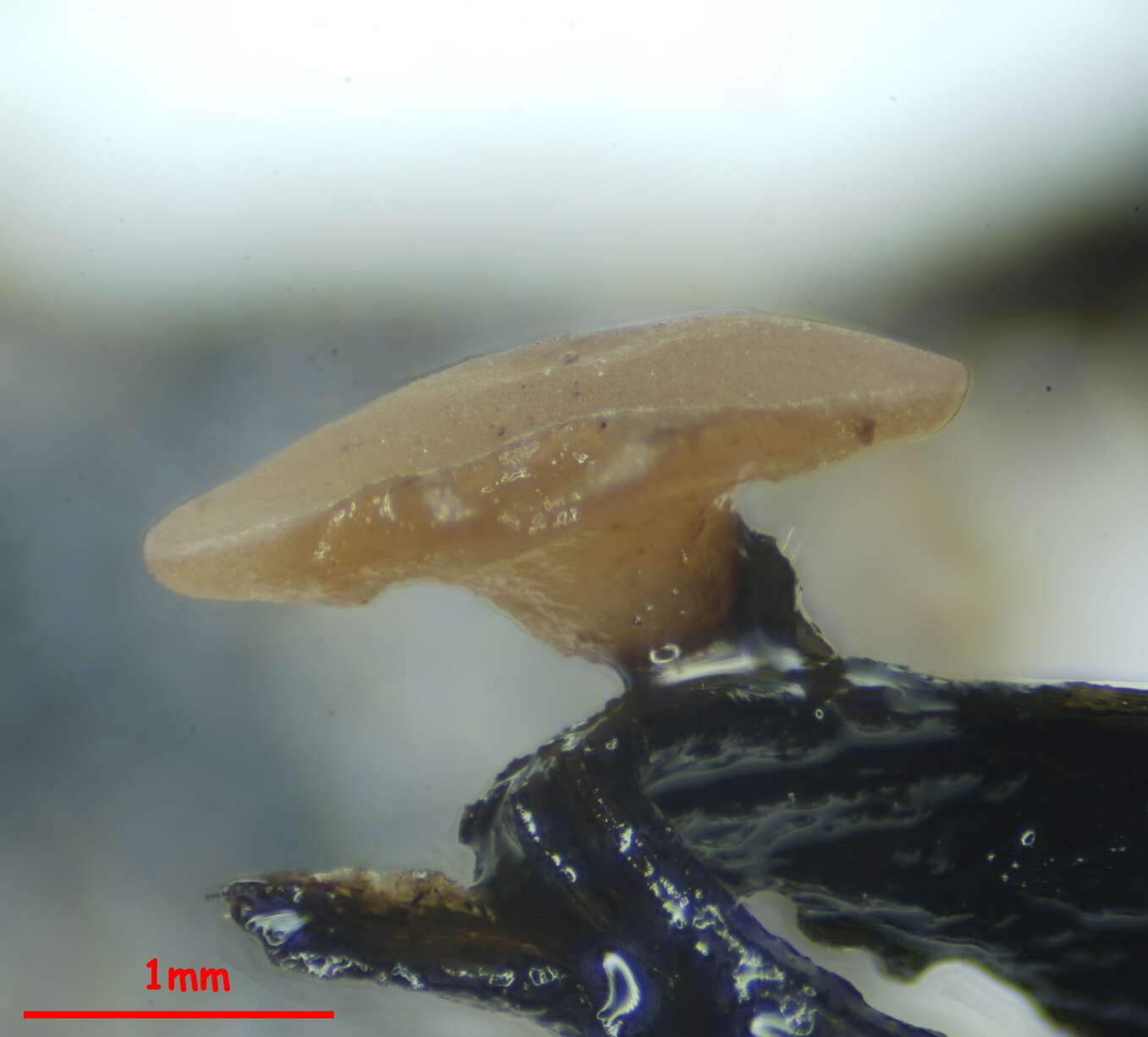 Слика од Ciborinia pseudobifrons Whetzel ex J. W. Groves & Bowerman 1955