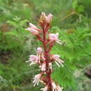 Image of Disa patula var. patula