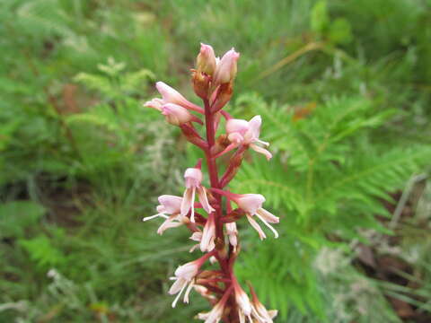 صورة Disa patula var. patula