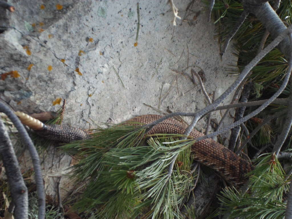 Imagem de Crotalus ruber lucasensis Van Denburgh 1920