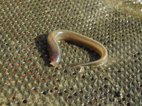 Image of Po brook lamprey