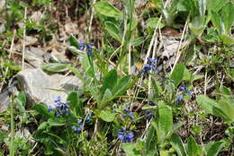 Image de Polygala alpestris Rchb.