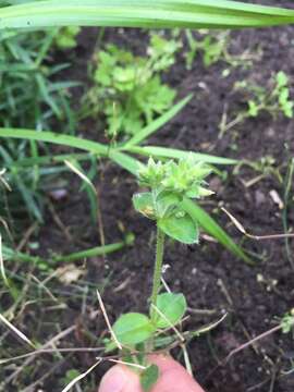 Image of sticky chickweed