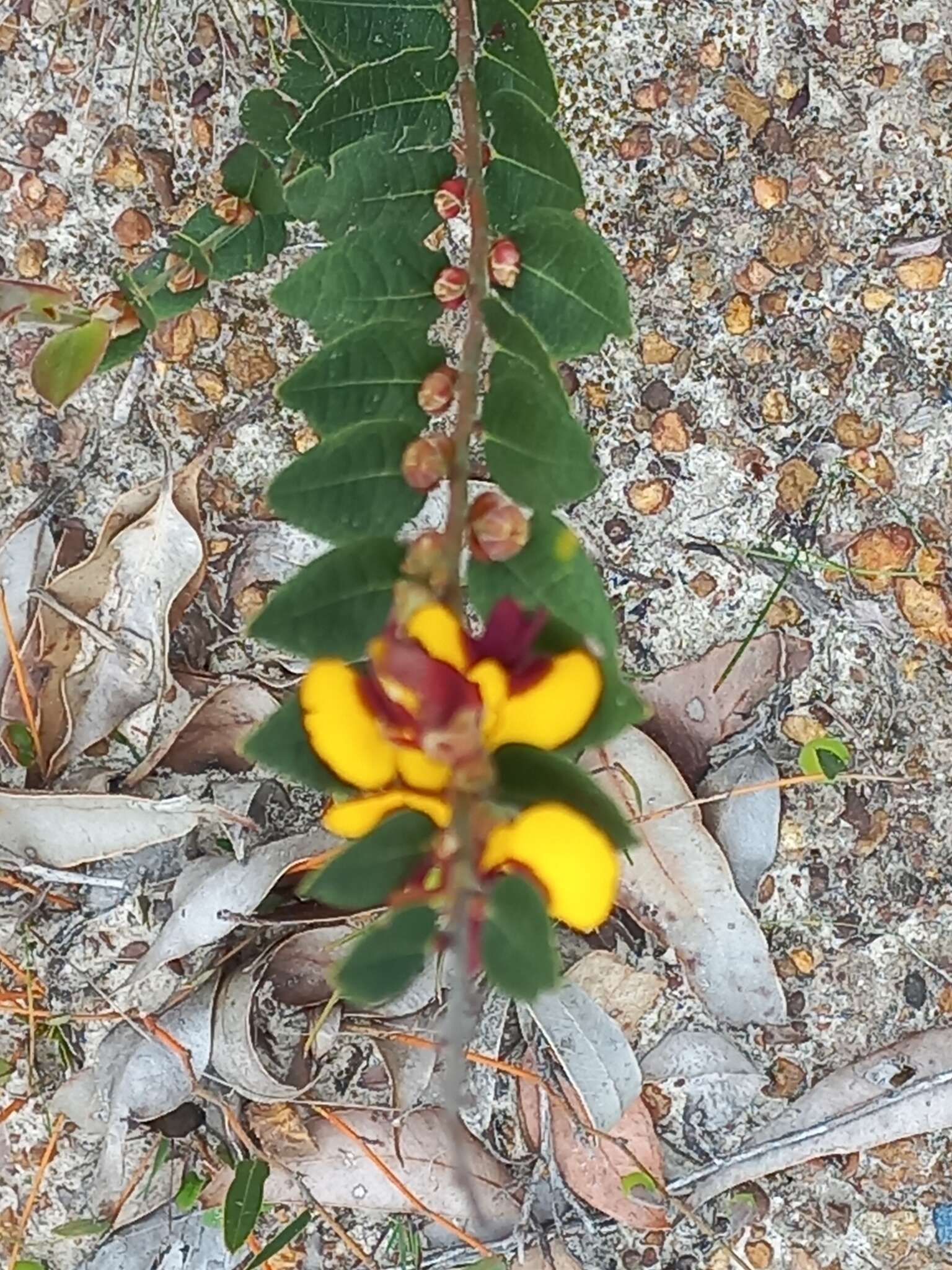 Plancia ëd Bossiaea ornata Benth.