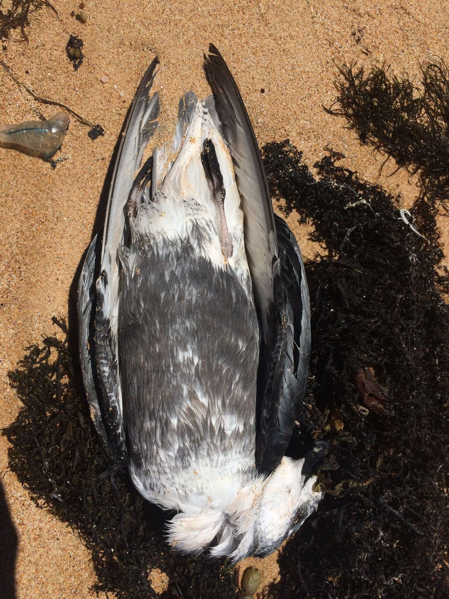 Image of Mottled Petrel