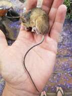 Sivun Peromyscus hylocetes Merriam 1898 kuva