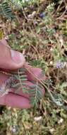 Image of Dalea cuatrecasasii Barneby