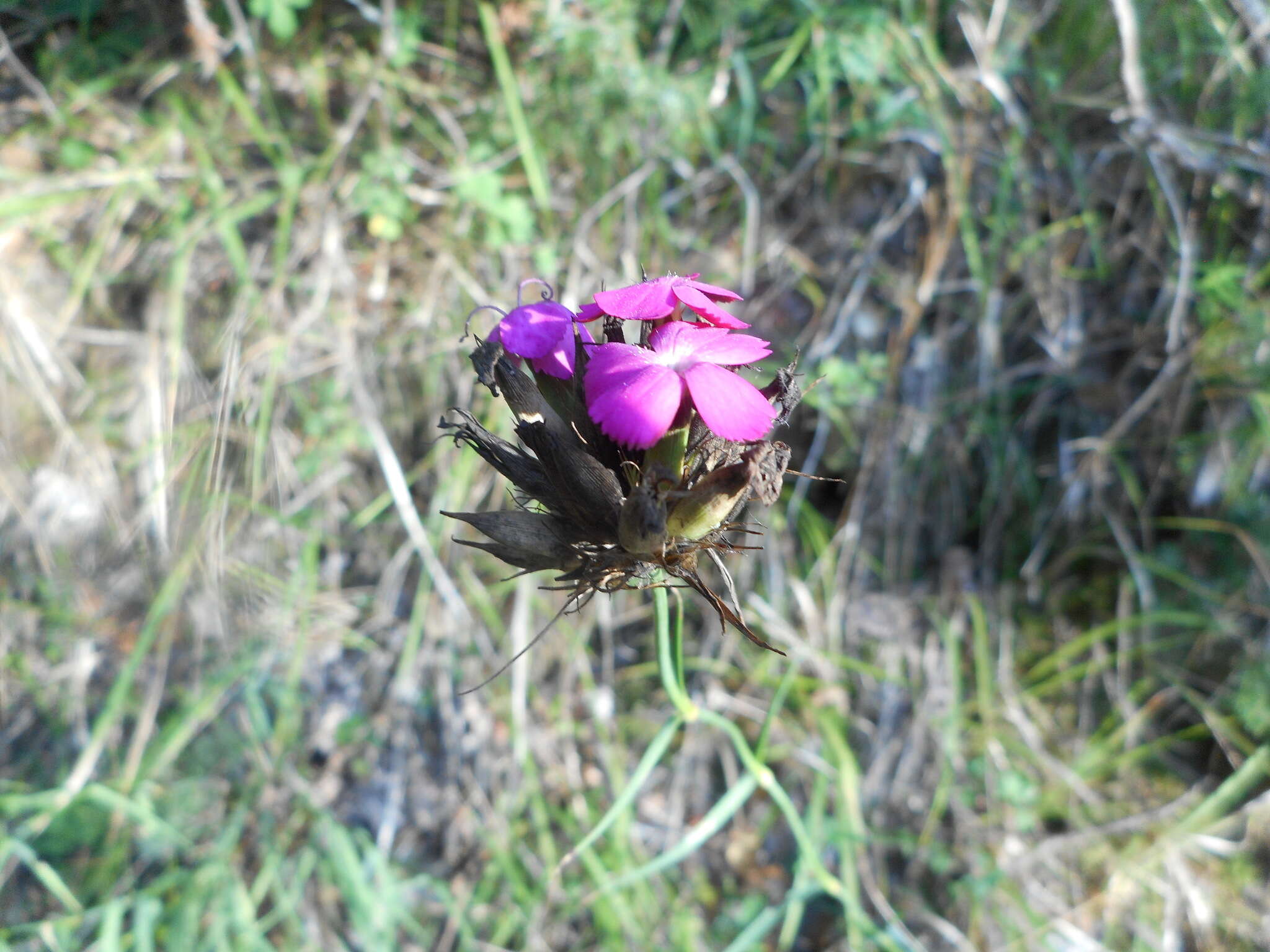 Image de Dianthus balbisii Ser.