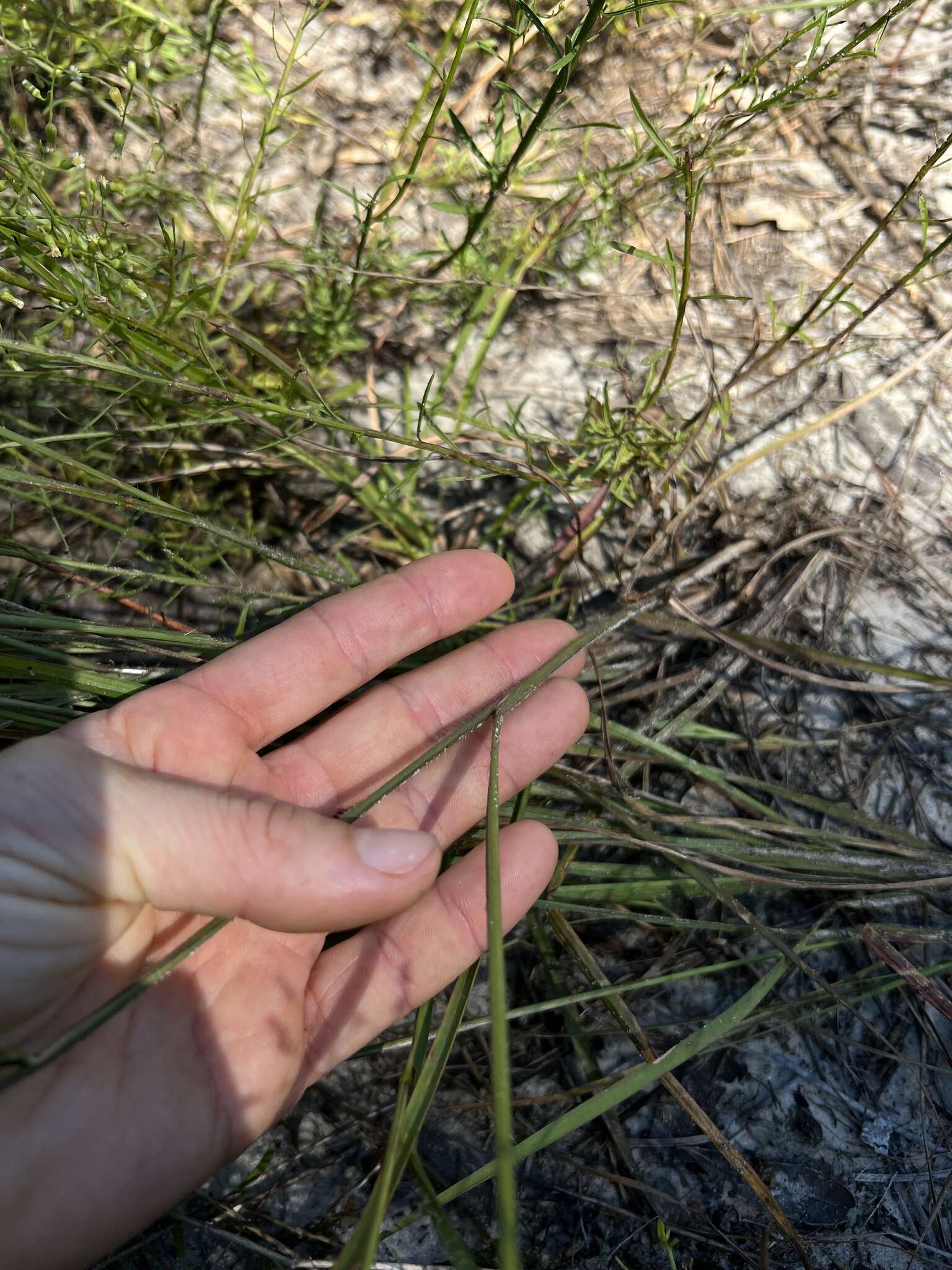 Image of Caribbean crabgrass