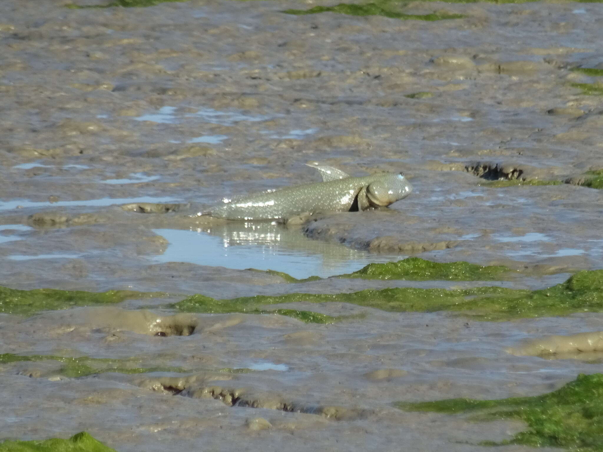 Image of Blue-spotted mud-hopper