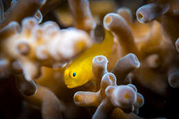 Image of Yellow clown goby