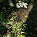 Image of Heracleum sphondylium var. angustifolium (Jacq.) Fernald 1950