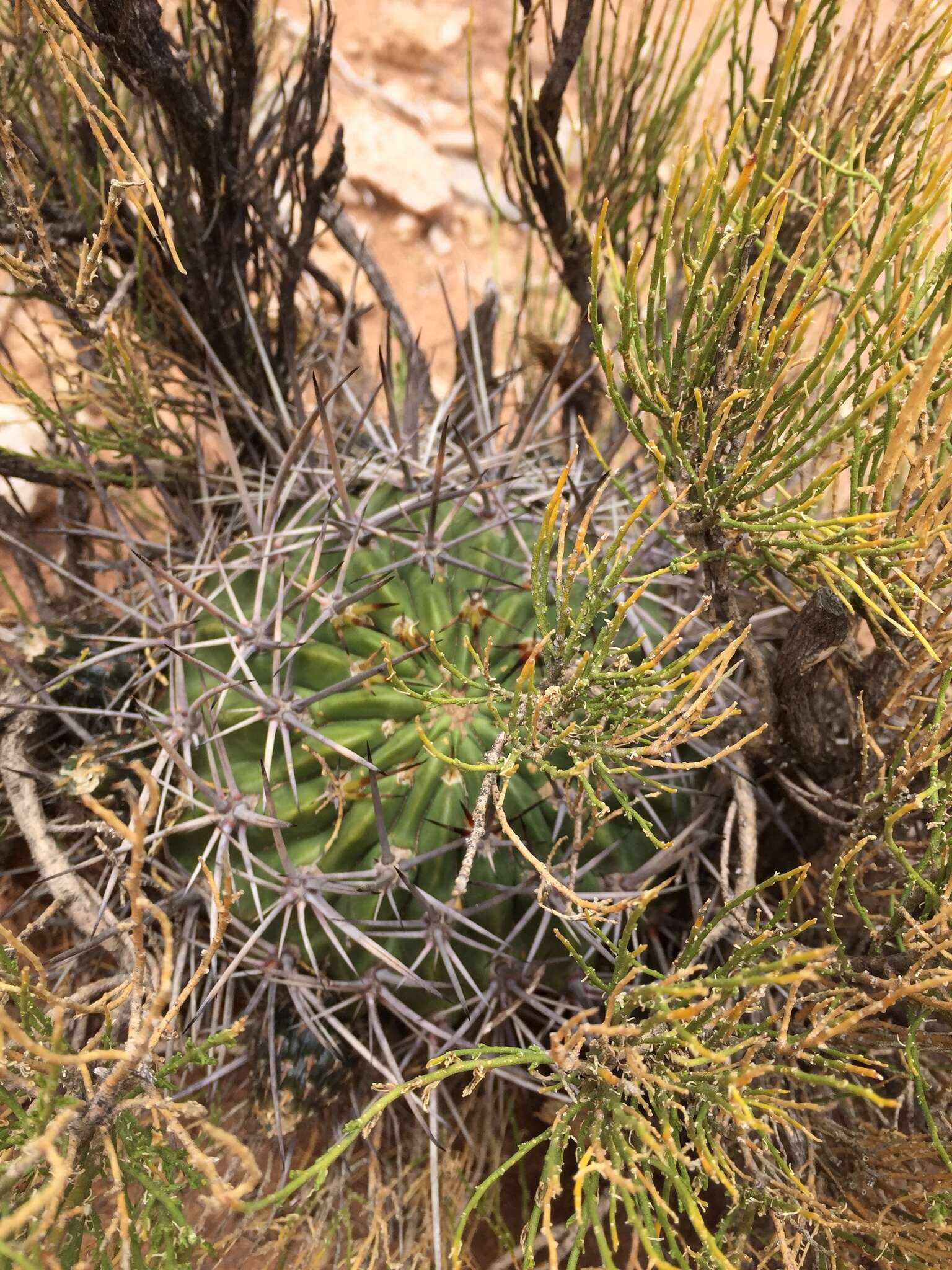 Plancia ëd Echinopsis ferox (Britton & Rose) Backeb.