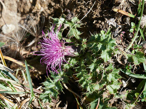 Image of dwarf thistle