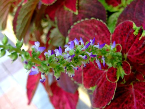 Image of <i>Coleus scutellarioides</i>