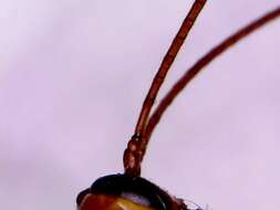 Image of Ichneumon wasp