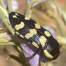 صورة Castiarina serratipennis (Carter 1916)