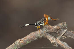 Image de Baryceros texanus (Ashmead 1890)