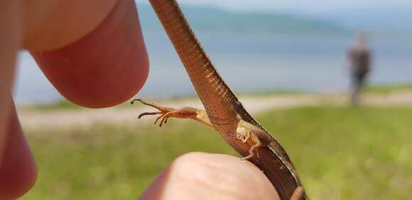 Image of Mountain grass lizard