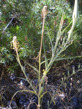 Image of yellow salsify