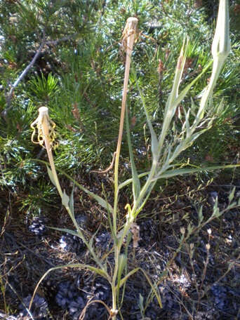 Слика од Tragopogon dubius Scop.