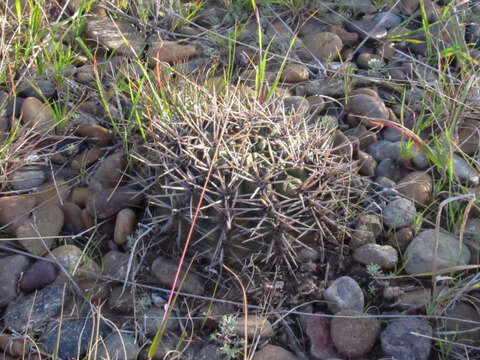 Image of Gymnocalycium gibbosum (Haw.) Pfeiff. ex Mittler